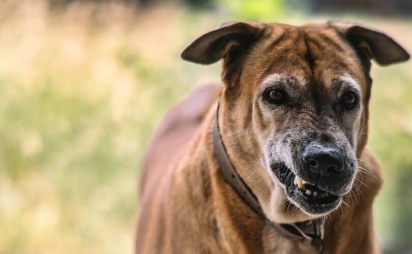 Dog with open mouth