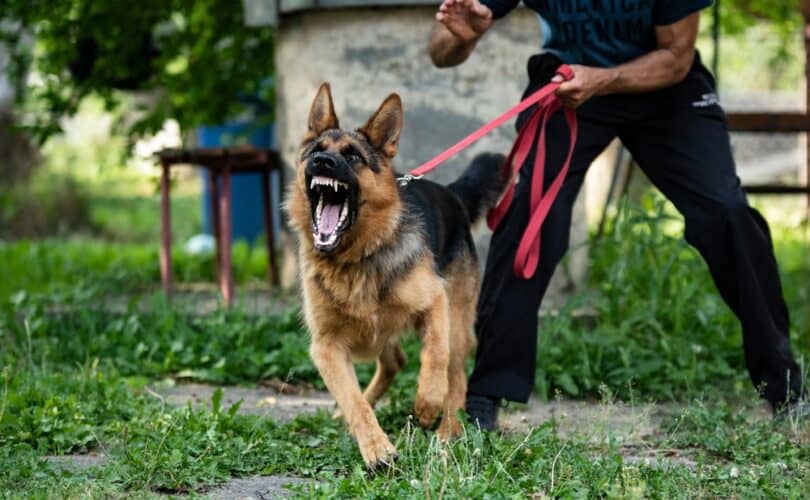 Photo of an angry dog