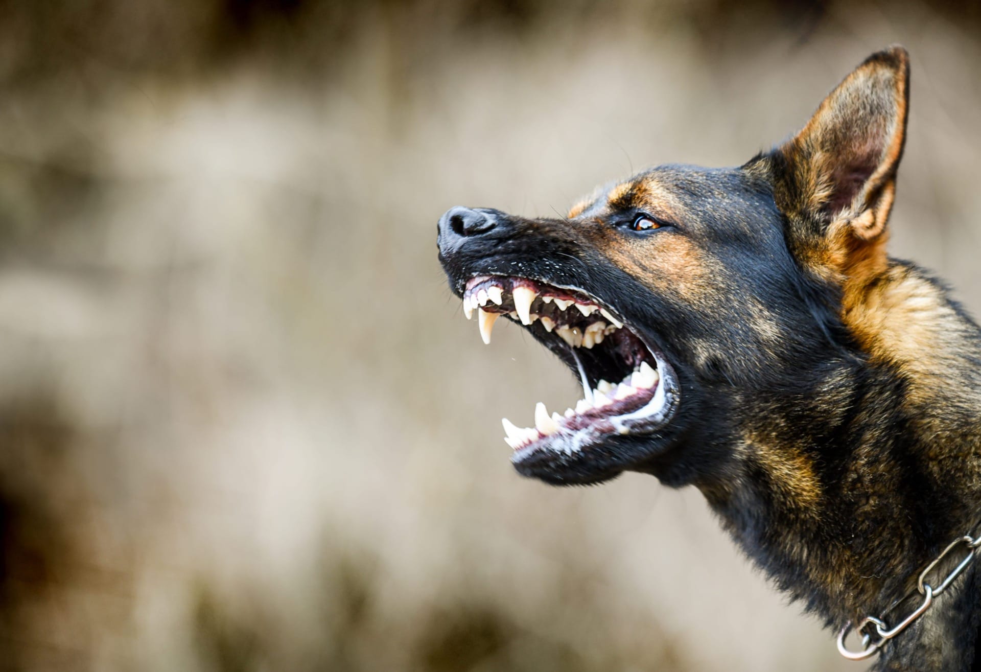 Angry dog showing it's teeth