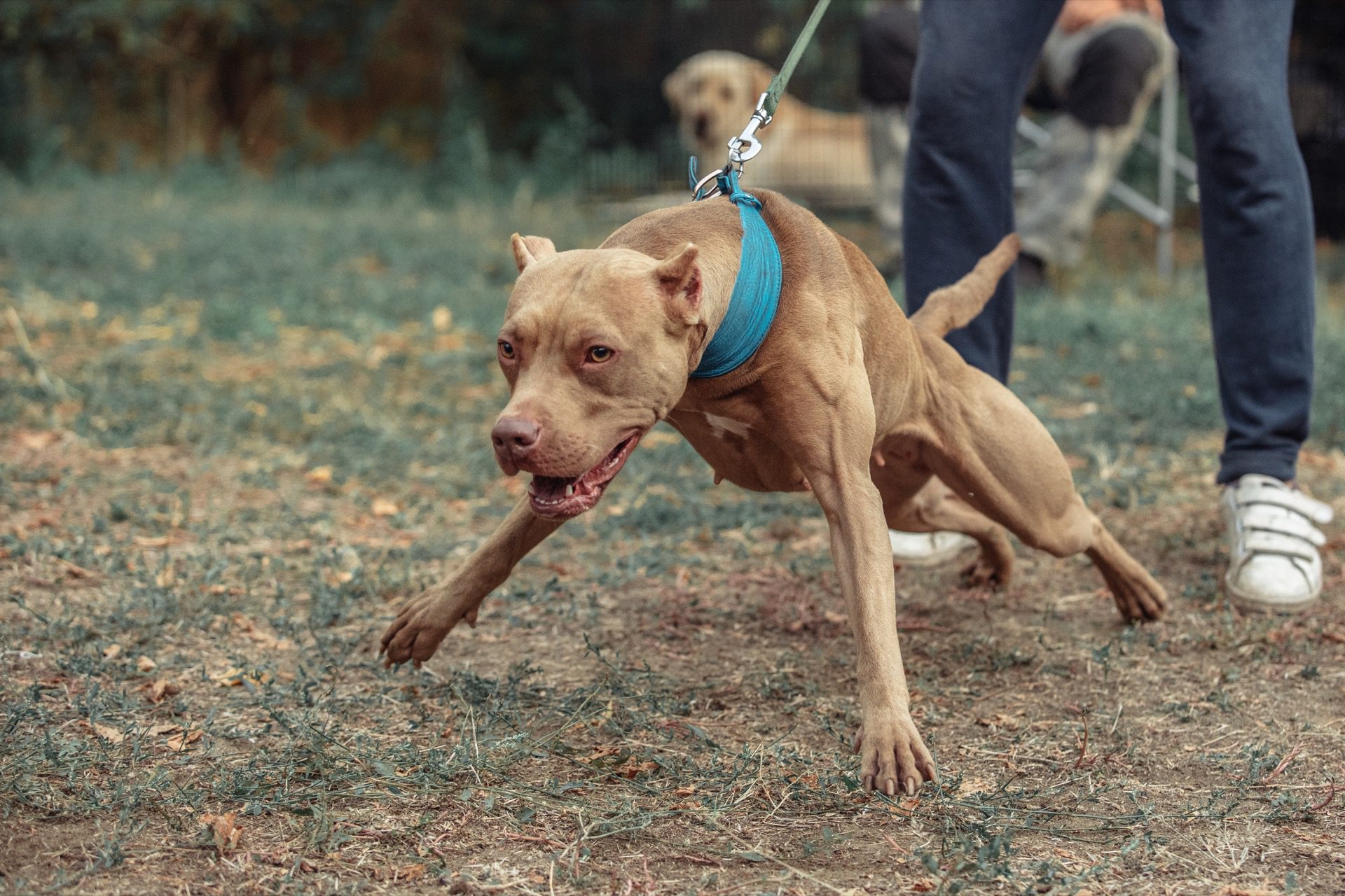 Angry dog is trying to attack