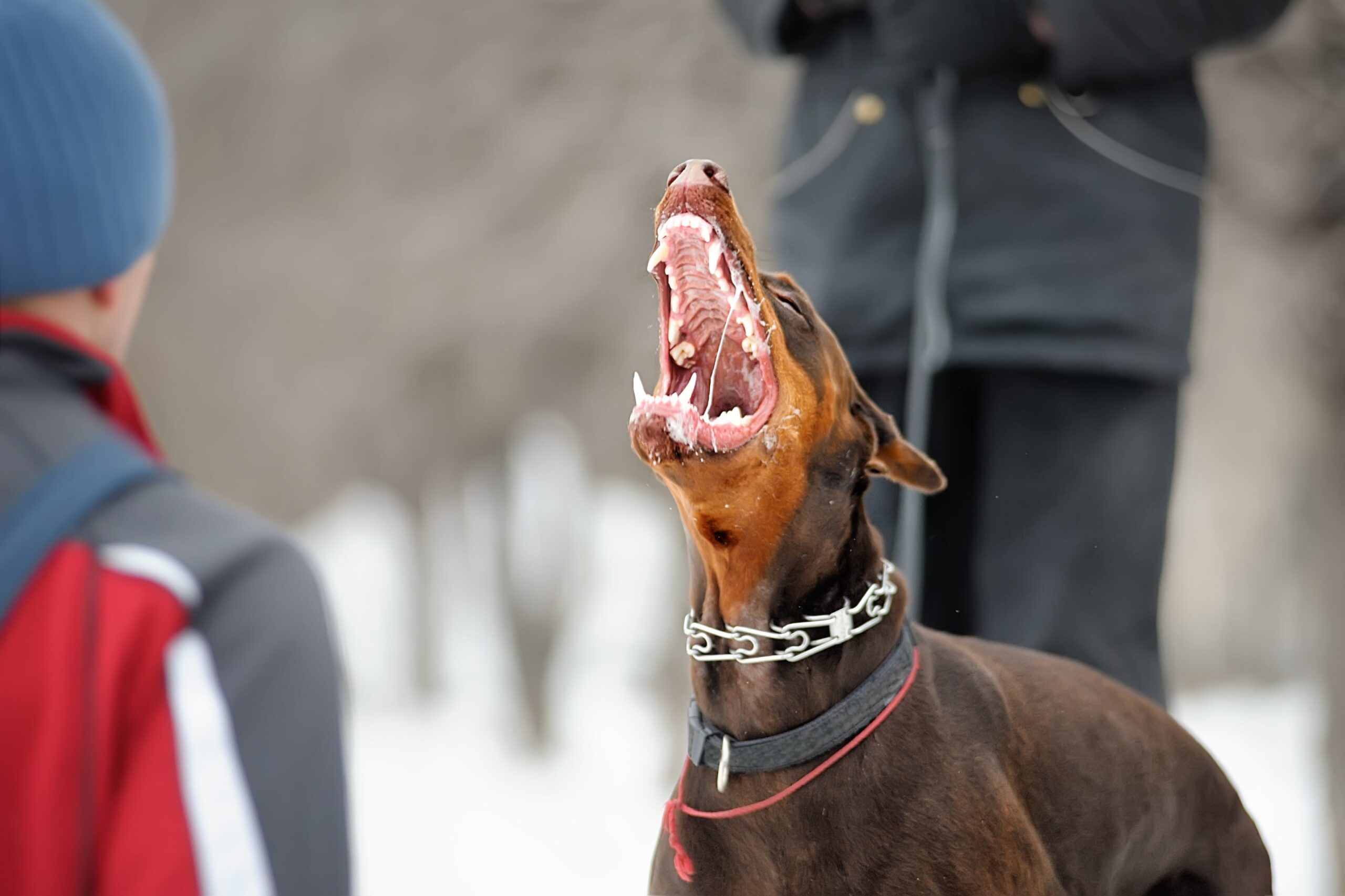 Photo of dog showing it's teeth